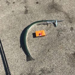 ショアジギングで78cmダツ