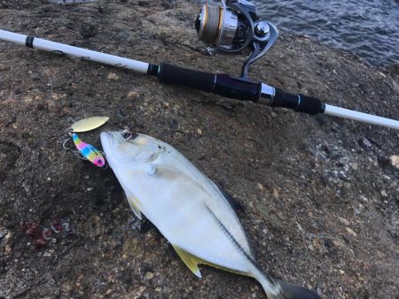 メッキ高活性！テトラ際で大メバルも。