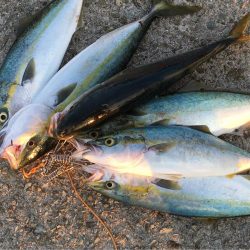 ハマチ漁一本釣り