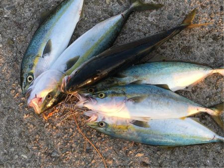 ハマチ漁一本釣り