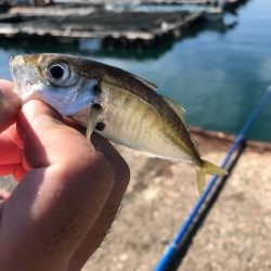 久しぶりの垂水漁港でアジング！