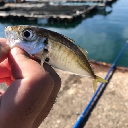 久しぶりの垂水漁港でアジング！