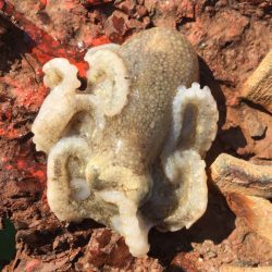 ノマセ釣りとショアジギング