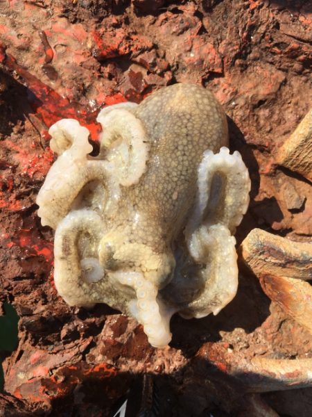 ノマセ釣りとショアジギング