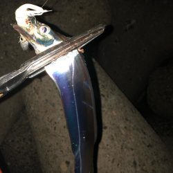 連日のワインド釣行(^^)