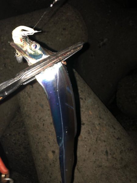 連日のワインド釣行(^^)