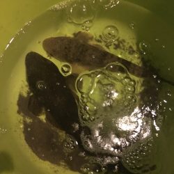 ジギングからのアジング