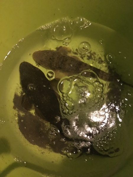 ジギングからのアジング