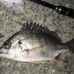 ワームでボトム