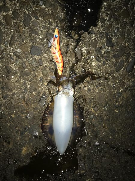 木岐→由岐エギング