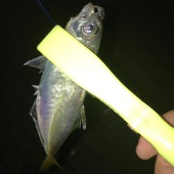毎夜のアジング