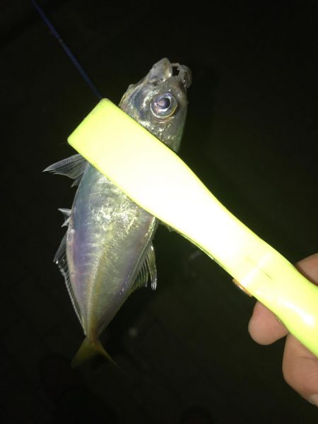 毎夜のアジング