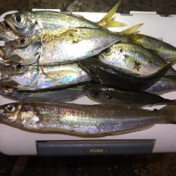 色んな魚たち。