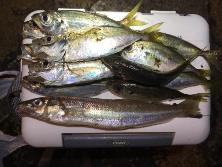 色んな魚たち。