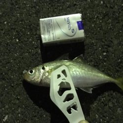 アジング成功！