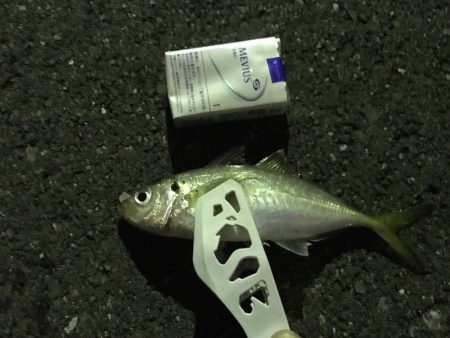 アジング成功！