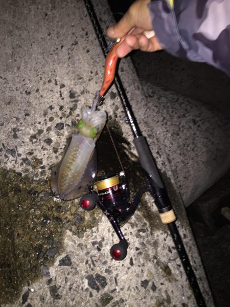 久々淡路エギング