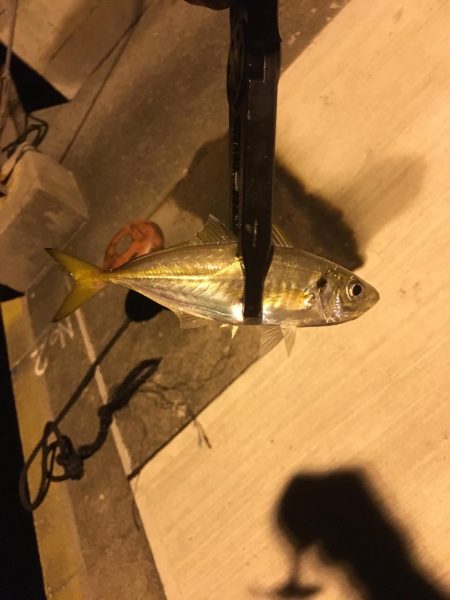 寒い中のアジンガ