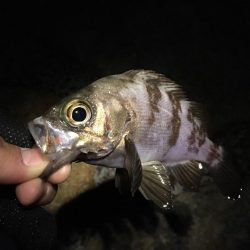 高活性ライトゲーム