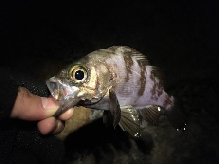 高活性ライトゲーム