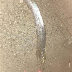 タチウオタチウオタチウオ