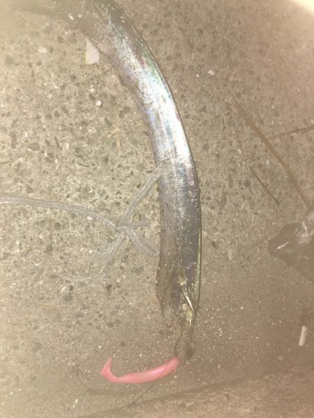 タチウオタチウオタチウオ