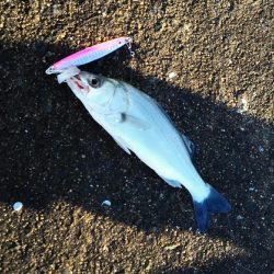 2017年11月3日釣行in姪浜漁港付近