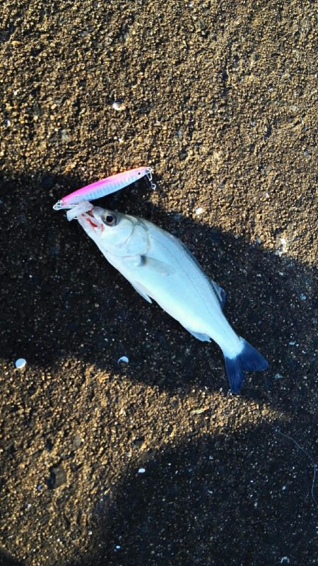 2017年11月3日釣行in姪浜漁港付近