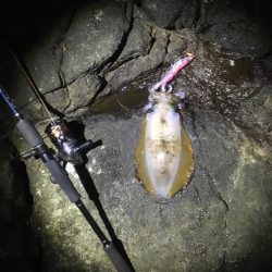 今年の和歌山初釣行は撃沈