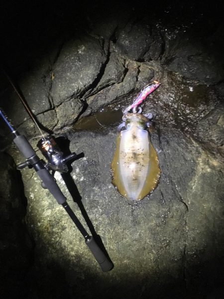 今年の和歌山初釣行は撃沈
