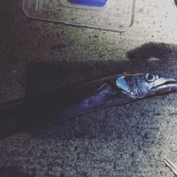 今シーズン初タチウオ