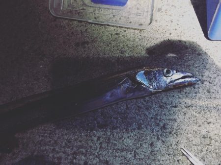 今シーズン初タチウオ