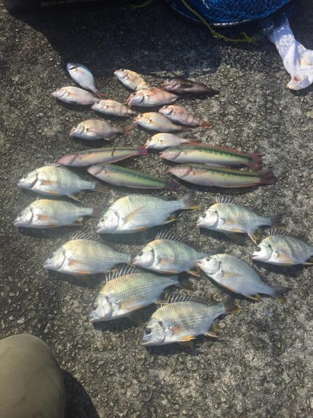 久しぶりのエビ撒き❗️