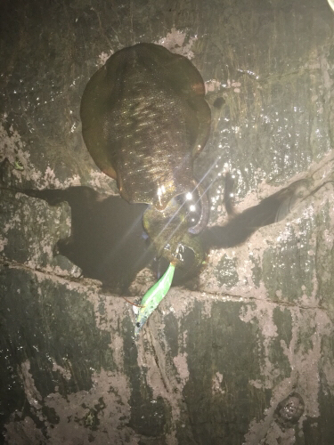 ナイトエギング