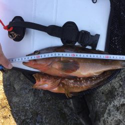 青物狙いのはずが・・・