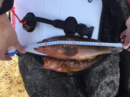 青物狙いのはずが・・・