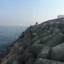 さんダージグでサゴシ