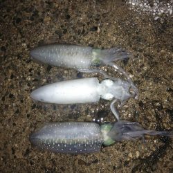 アオリイカ　そろそろ終盤戦か