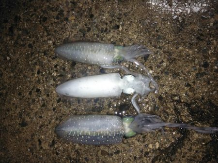 アオリイカ　そろそろ終盤戦か