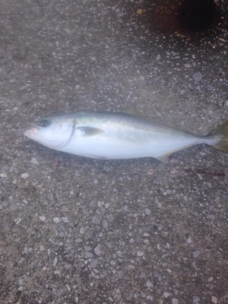 う〜ん？ぼちぼちかな？