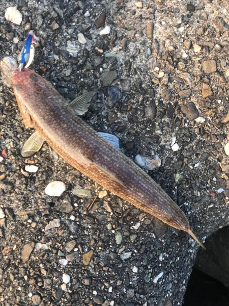 シーバス狙いが(T . T)