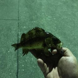 アジング道場 2日目