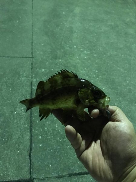 アジング道場 2日目