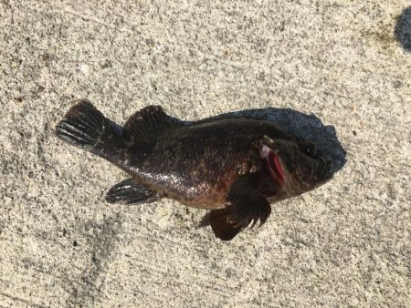 秋の晴れ間に風に吹かれて