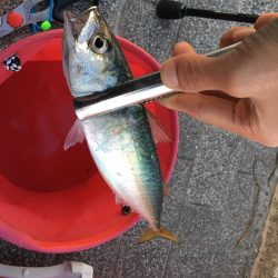 中央突堤でサビキ