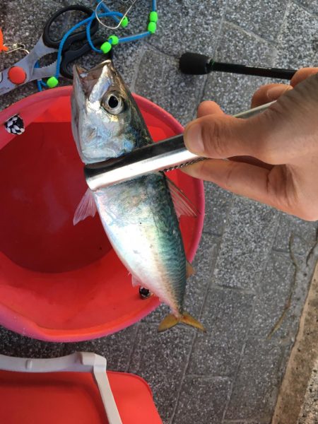 中央突堤でサビキ