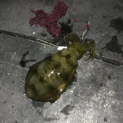 仕事帰りのライトエギング