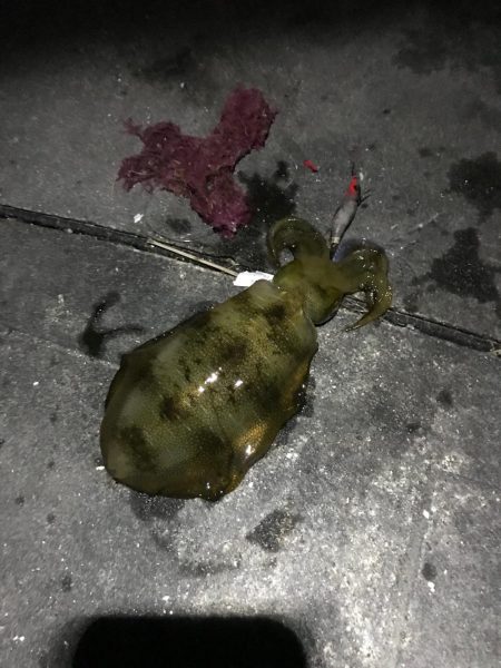 仕事帰りのライトエギング