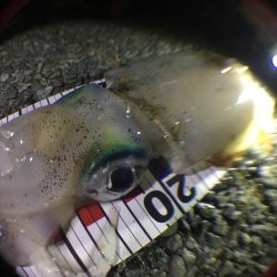 2杯釣れました。