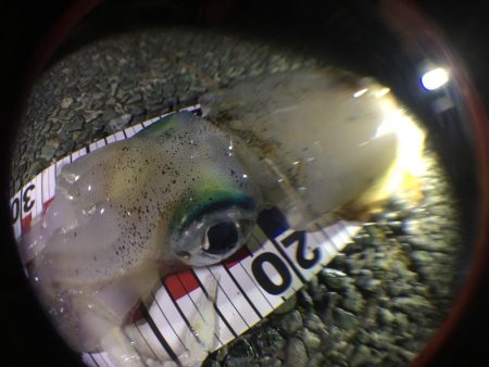 2杯釣れました。